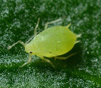 Parasiten
