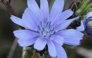 Bachblüten