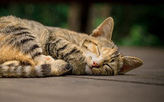 FeLV