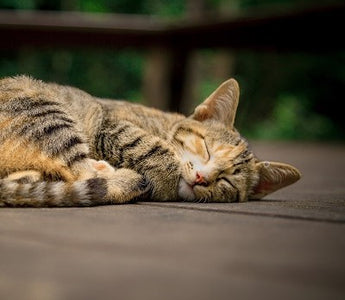 FeLV