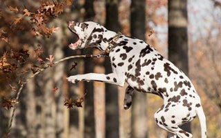Futterverwertung