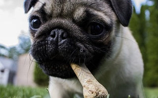 Katzen, Hunde und der Geschmackssinn