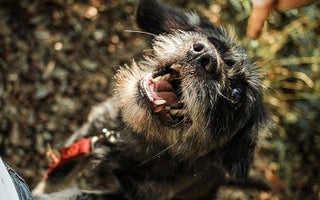 BARF-Hundekekse