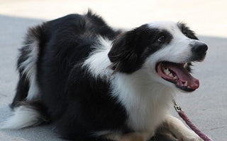 Hundetraining