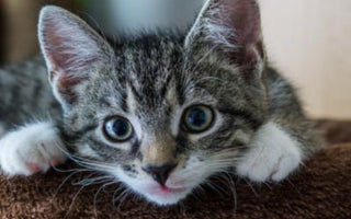 Kitten