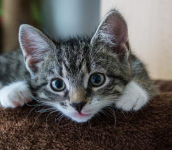 Kitten