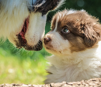 Laktieren