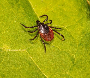 Zecken