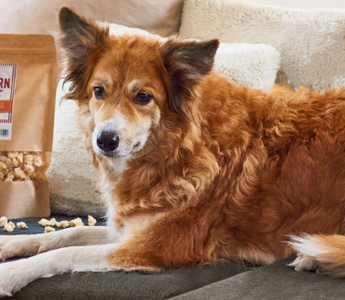 Darf mein Hund Popcorn essen? - haustidepoterkost.com