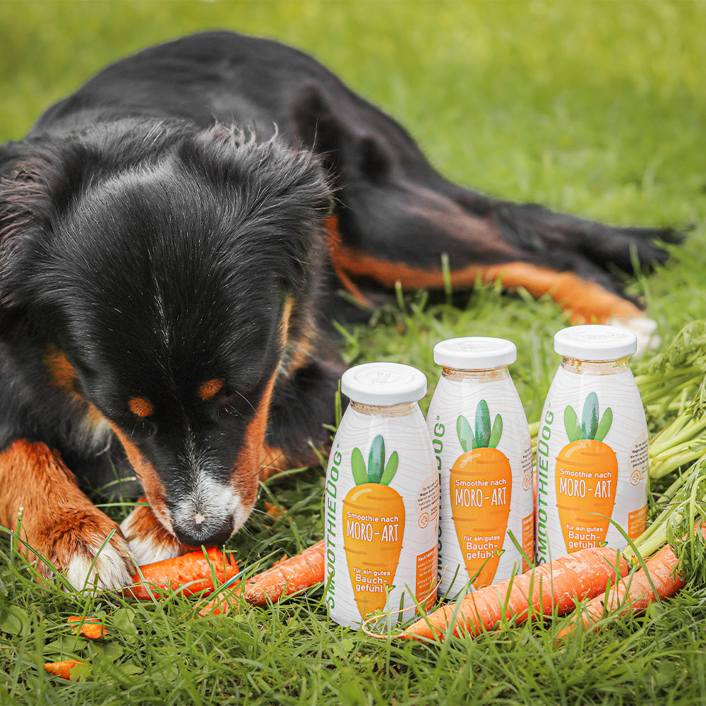 SmoothieDog® Morosche Karottensuppe, 250 ml - haustidepoterkost.com®