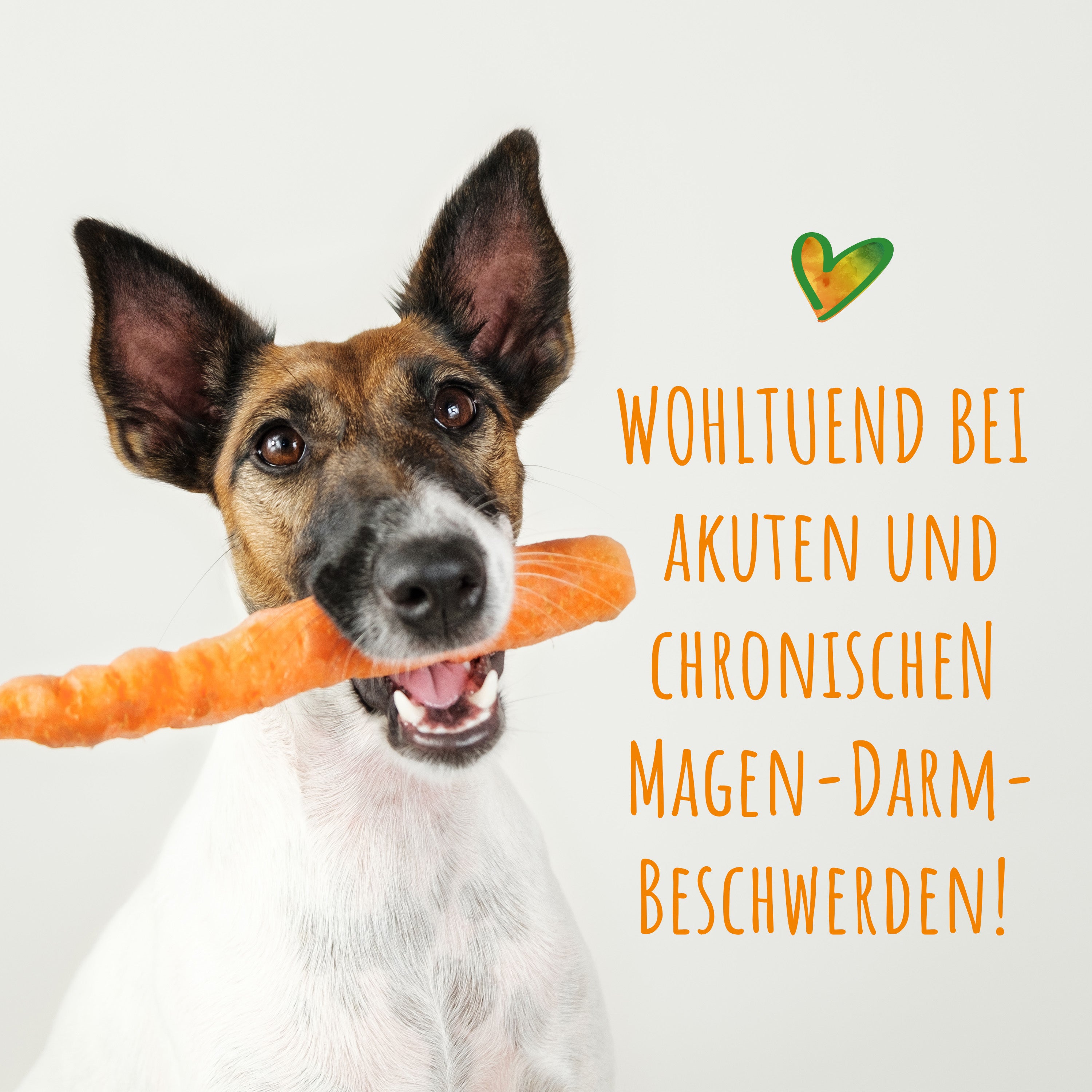 SmoothieDog® Morosche Karottensuppe, 250 ml - haustidepoterkost.com®