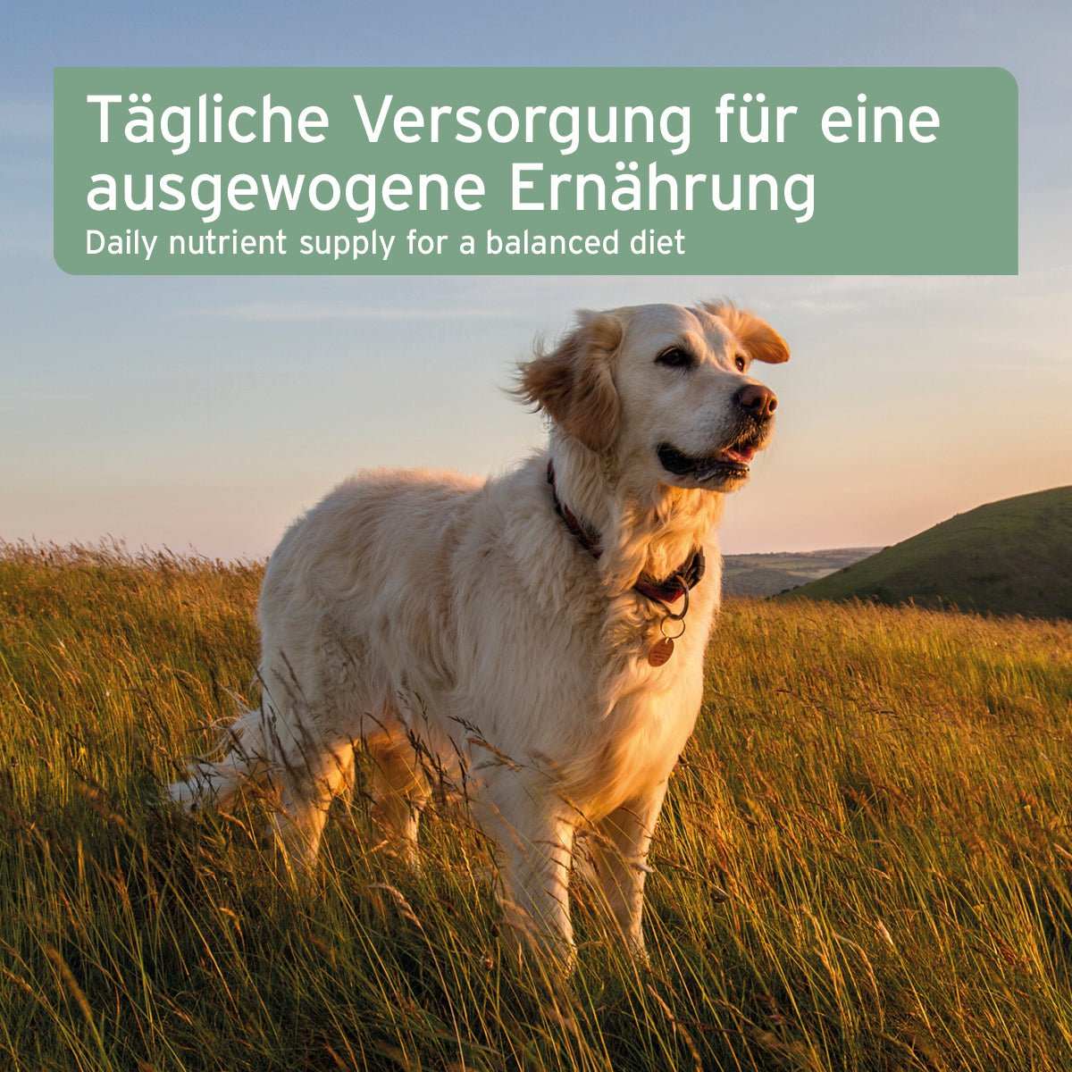 AniForte Bio Hanföl 250 ml schonend kaltgepresstes Pflanzenöl für Hunde und Katzen
