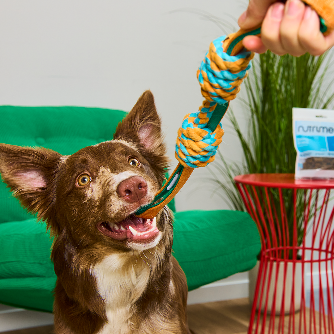 Nutriment Denta-Snack - haustidepoterkost.com®