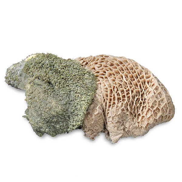 proCani Pansen grün - haustidepoterkost.com®