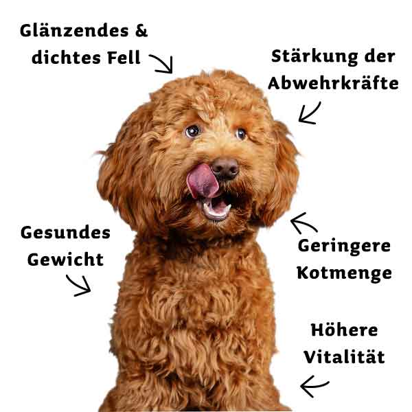 proCani Rind Menü - frisch und fertig - haustidepoterkost.com®