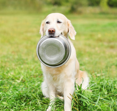 Rezept: Kartoffelsalat für Hunde - haustidepoterkost.com