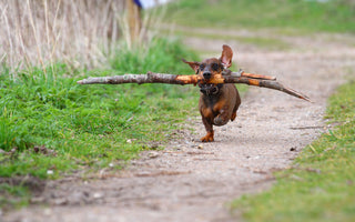 Kann man auch kleine Hunde BARFEN? - haustidepoterkost.com