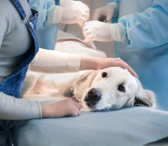 Hund nach OP – was nun? - haustidepoterkost.com