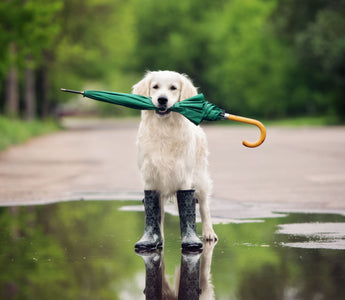 Wetterfühligkeit beim Hund: Tipps &amp; Tricks - haustidepoterkost.com