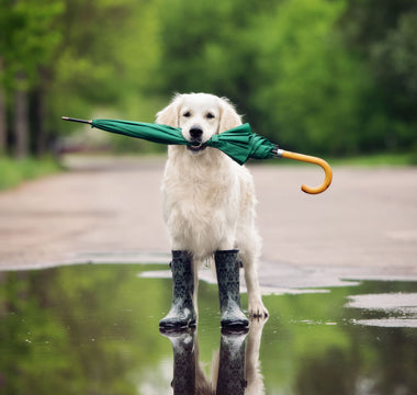 Wetterfühligkeit beim Hund: Tipps &amp; Tricks - haustidepoterkost.com