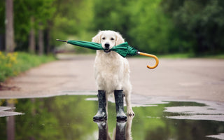 Hundswetter oder doch Hundewetter? - haustidepoterkost.com