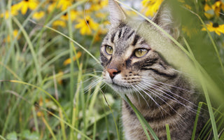 Katze: Wellness für die Samtpfote - haustidepoterkost.com