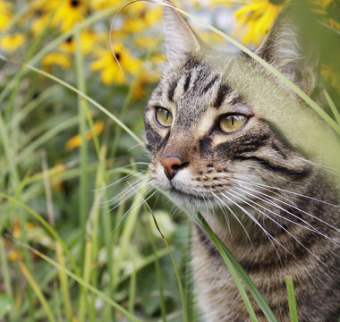 Katze: Wellness für die Samtpfote - haustidepoterkost.com