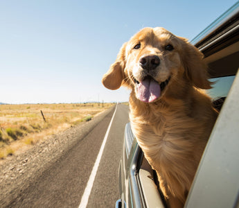 Hund im Auto: Hitze wird schnell gefährlich - haustidepoterkost.com