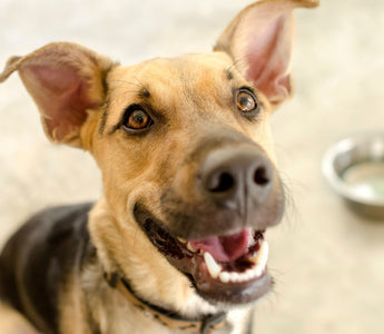 Mundgeruch bei Hunden: Ursache und Bekämpfung - haustidepoterkost.com