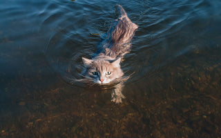 Katze abkühlen im Sommer: das hilft - haustidepoterkost.com