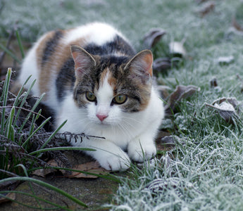 Freigängerkatze: Hilfe im Winter - haustidepoterkost.com