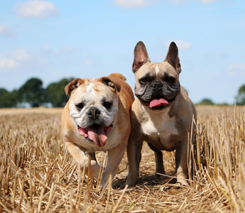 Getreidefreies Futter für Hunde und Katzen beim BARFEN - haustidepoterkost.com