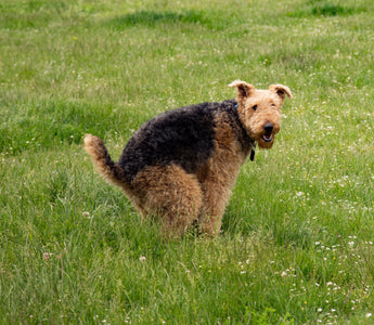 Durchfall: Hund richtig ernähren und begleiten - haustidepoterkost.com