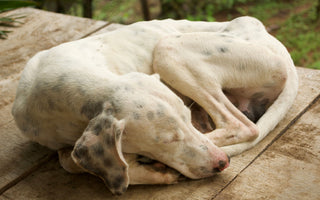 BARFEN für Allergiker: Hunde mit Allergien richtig ernähren - haustidepoterkost.com