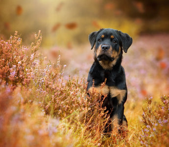 Vitamine für alte Hunde: das braucht Ihr Hund im Alter - haustidepoterkost.com