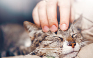 Katze: Immunsystem stärken beim BARFEN - haustidepoterkost.com