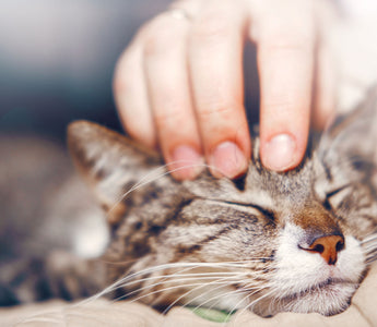 Katze: Immunsystem stärken beim BARFEN - haustidepoterkost.com