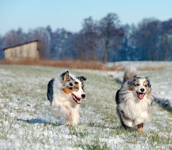 Winterurlaub mit Hund - haustidepoterkost.com