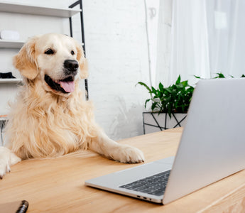 Ein Hund im Büro? Ihre Vorteile! - haustidepoterkost.com