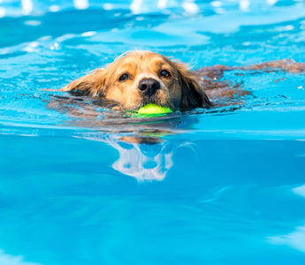Hund: wasserscheu oder Wasserratte? - haustidepoterkost.com