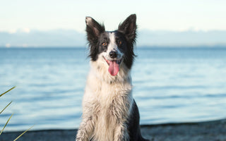 Am Strand mit Hund: das braucht der Hund - haustidepoterkost.com