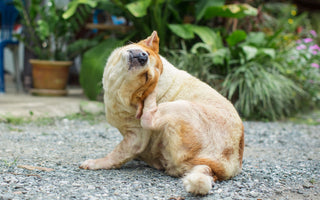 Hund kastrieren lassen: Was passiert bei der Kastration? - haustidepoterkost.com