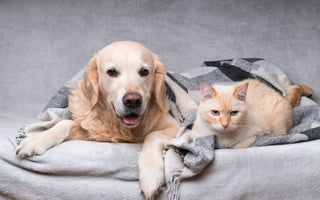 Hundepubertät: den Hund durch die Pubertät begleiten - haustidepoterkost.com