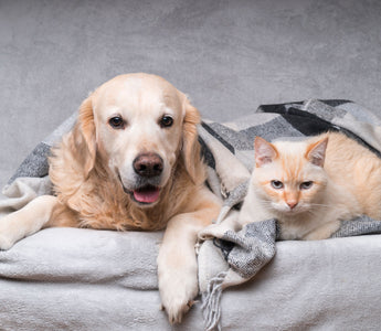 Hundepubertät: den Hund durch die Pubertät begleiten - haustidepoterkost.com