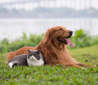 BARF für Welpen und Kitten: Jungtiere BARFEN - haustidepoterkost.com