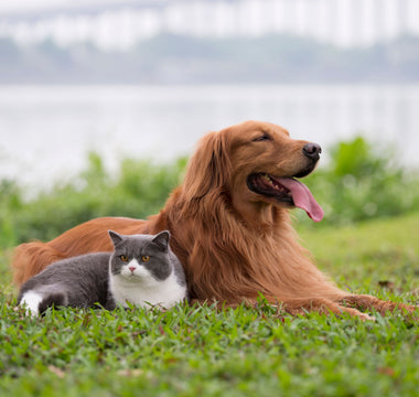 BARF für Welpen und Kitten: Jungtiere BARFEN - haustidepoterkost.com