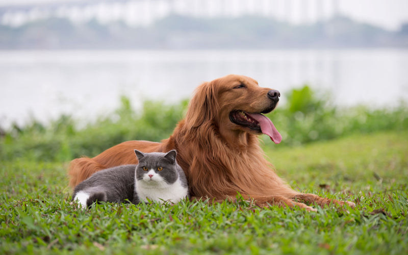 BARF für Welpen und Kitten: Jungtiere BARFEN - haustidepoterkost.com
