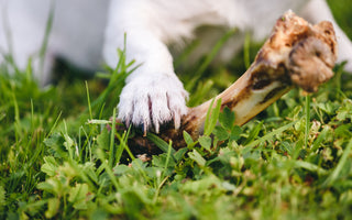 Calciummangel beim Hund: Ratgeber - haustidepoterkost.com