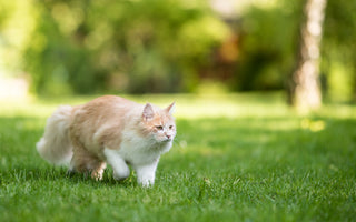 Hitzschlag: Katze vor hohen Temperaturen schützen - haustidepoterkost.com