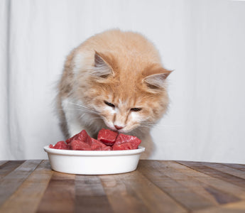Katze ist mäkelig beim Fressen von BARF - haustidepoterkost.com